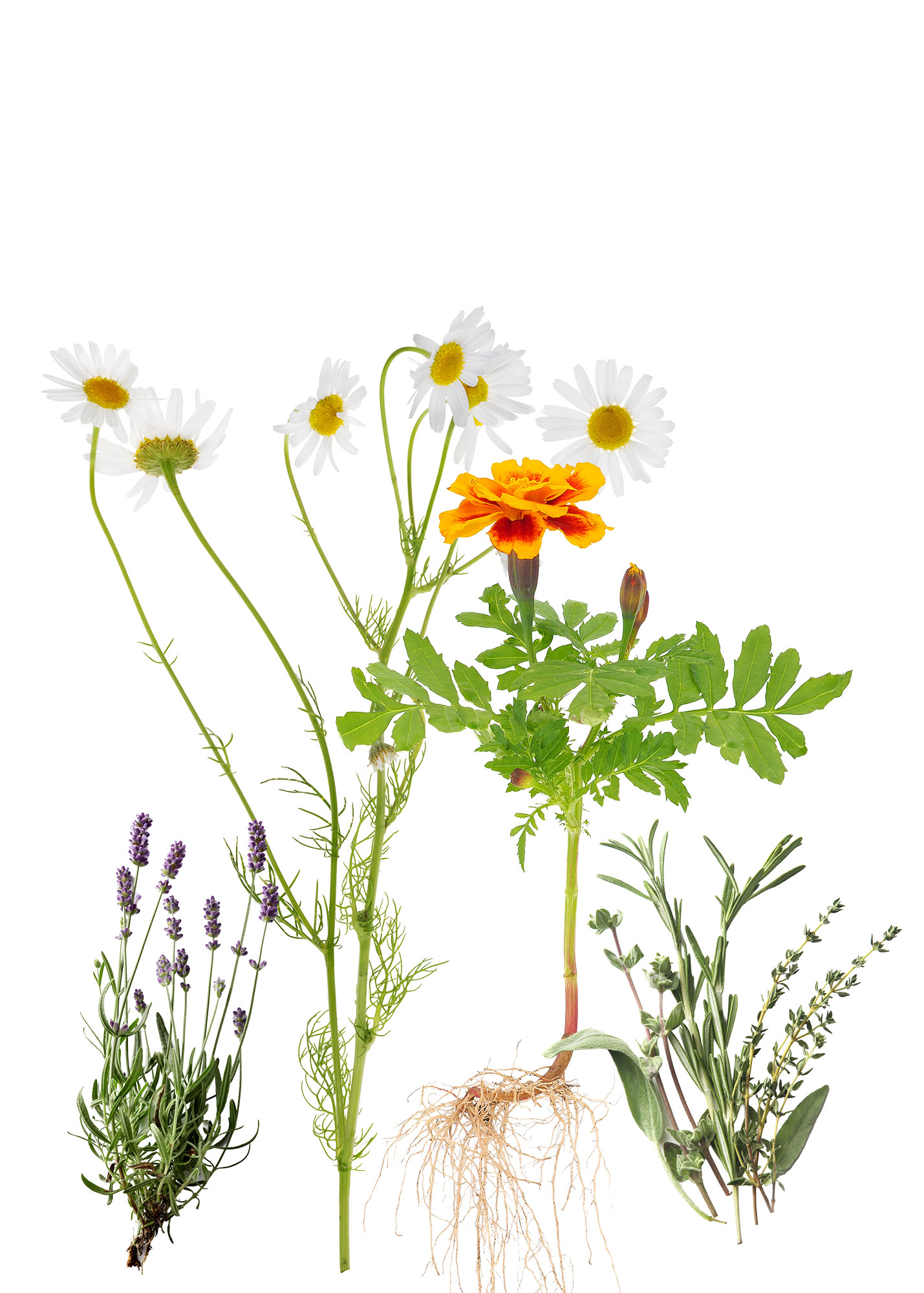 Plants